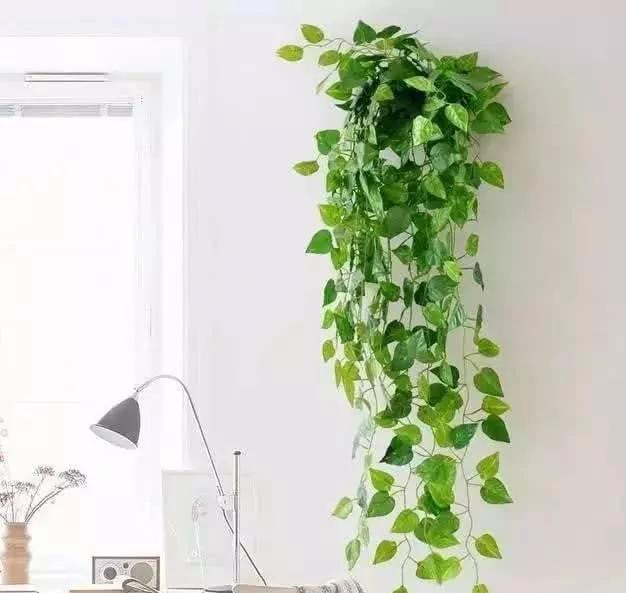 綠蘿四季常綠，是非常好的裝飾性植物，加上它是蔓性攀爬植物，長得夠大就可以變成垂吊的樣子，既可放在窗台，又可以吊起來形成另一種風格。