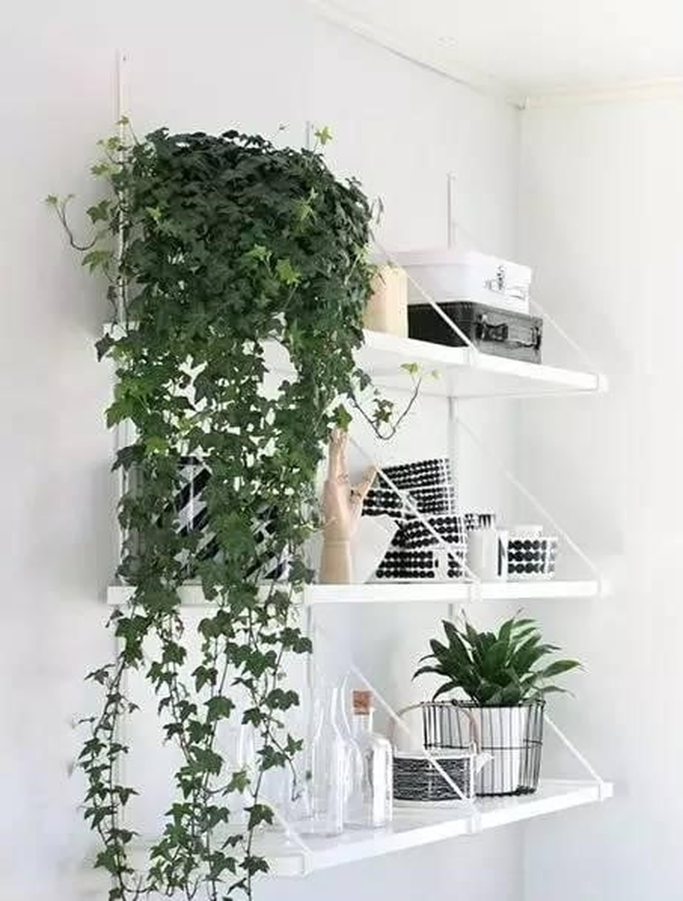 白色層架上的垂吊觀葉植物