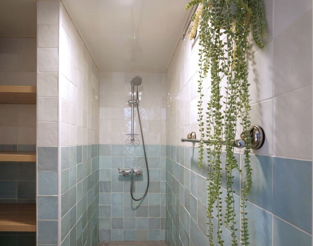 珍珠吊蘭在溫暖、空氣濕度較大、強散射光的環境下生長最佳，很適合採光不好的家或者浴室