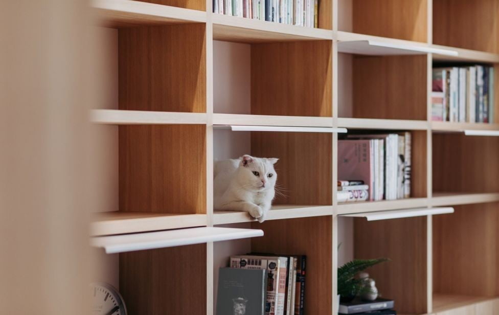 利用書櫃或層架，成為貓咪的私人跳台